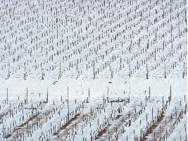 ¿La nieve es buena o mala para el viñedo?
