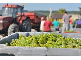 La prensa alemana se rinde ante los vinos de la DO Rueda, que ven como «la joya del vino blanco»