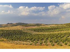 La producción de aceite de oliva, con unos 1,29 millones de toneladas, se situará por debajo de la campaña anterior