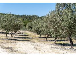 La producción de aceite de oliva en Castilla-La Mancha asciende a 130.500 toneladas.