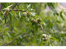 La producción de almendra sobrepasará las 373.500 toneladas, un 17 % más que en la última campaña