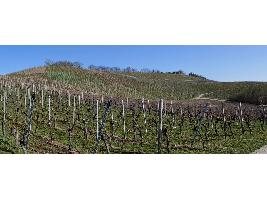 La producción de vino de la DO La Mancha se incrementa un 5,8% en 2020, con algo más de tinto que de blanco.