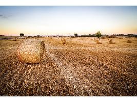 La renta agraria aumentó el 34% en Castilla y León y el sector ya supone el 10% del empleo regional