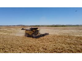 La revolución de la recolección ya está aquí: las primeras New Holland CR11 debutan en los campos de España
