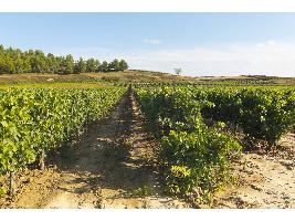 La Rioja acoge la primera jornada de campo del convenio de formación sobre eco-regímenes sobre Manejo de Cubiertas Vegetales en viñedo