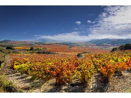 La Rioja avanza hacia un futuro sostenible en la producción de vino