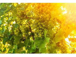 La Rioja pide la reactivación de la cosecha en verde para 2025