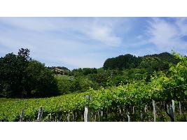 La Ruta del Txakoli se incorpora a las Rutas del Vino de España traas el visto bueno de Acevin