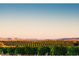 La Ruta del Vino de Ribera del Duero invertirá en la protección de árboles singulares