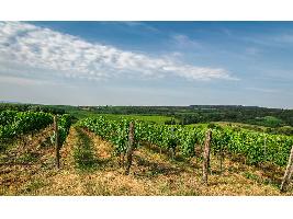 La Ruta del Vino Ribera del Duero entre las dos más deseadas de España