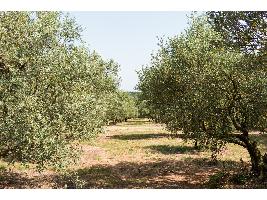 La superficie ecológica andaluza ha aumentado un 88% en la última década y supera los 1,5 millones de hectáreas