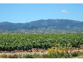 La Unión Europea registra la nueva Denominación de Origen Protegida de vino de pago “Urbezo”