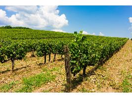 La Unión Europea registra la nueva Denominación de Origen Protegida de vinos “Campo de Calatrava”