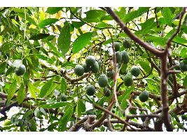 La Unión Europea registra la nueva Indicación Geográfica Protegida “Aguacate de Canarias”