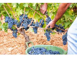La vendimia en la DOP Calatayud concluye con una cosecha menor de lo previsto