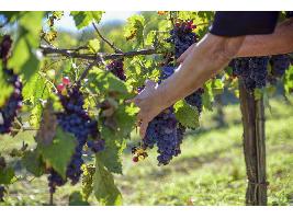 La vendimia termina en el sur y avanza en el resto de España con buena calidad de la uva