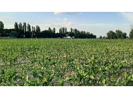 Las cinco propuestas concretas que el Ministerio de Agricultura ha "lanzado" sobre la reforma de la PAC