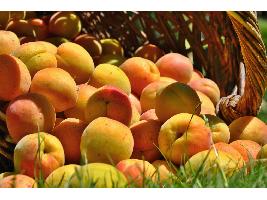 Las cooperativas prevén una subida del 6 % de la producción española de fruta de hueso