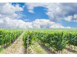 Las Denominaciones de Origen de vino en Europa se unen para defender su futuro