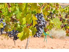 Las exportaciones agroalimentarias y pesqueras alcanzaron la cifra récord de 68.018 millones de euros en 2022, un incremento del 13,1% respecto a 2021