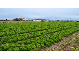 Las exportaciones hortofrutícolas murcianas afianzan su valor en esta pandemia.