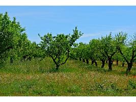 Las frutas impulsan el crecimiento de la exportación hortofrutícola en septiembre