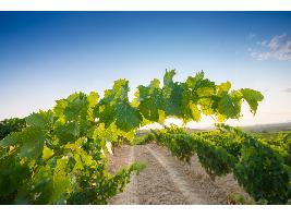 Las solicitudes de pago para la cosecha en verde de uva de vinificación ascienden a 13,37 millones de euros