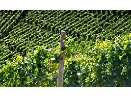 Las ventas de vino confirman su recuperación con un incremento del 14%