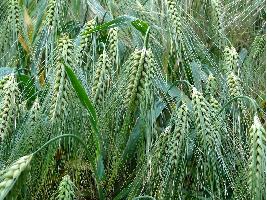 Ligero repunte en los precios de los cereales en la lonja de León marcados otra vez por la crisis ruso-ucraniana