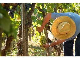 Los agricultores españoles recibieron 3.823 millones del Feaga hasta el 31 de enero
