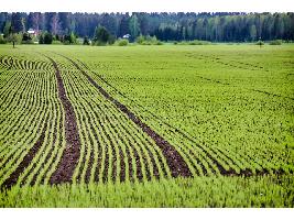 Los agricultores muestran mucho interés en la opción de sembrar en barbecho pero con dudas al coincidir con la solicitud de la PAC