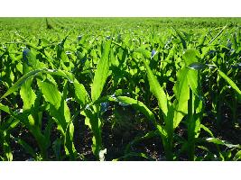 Los agricultores y ganaderos podrán presentar la solicitud única de las ayudas de la Política Agraria Común hasta el 31 de mayo