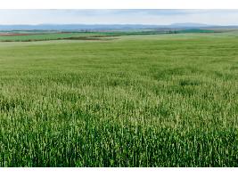 Los agricultores y ganaderos españoles percibirán cerca de 2.500 millones de euros en pagos anticipados de la PAC
