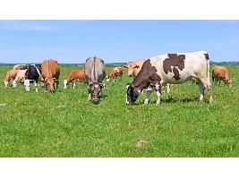 Los avances en investigación veterinaria reducen hasta un 60% las enfermedades en granjas