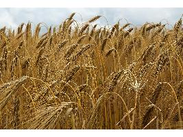 Los precios de los cereales se encarecen de nuevo de forma generalizada salvo el de la cebada de malta que pierde cinco euros.