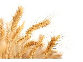 Los precios de los cereales en los mercados mayoristas siguen disparados con subidas de 10€ en el maíz o 13 en el trigo duro.