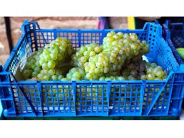 Los productores de vino de la UE y EE.UU. unen fuerzas para poner fin a los aranceles