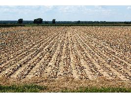 Los suscriptores de unas 63.000 pólizas contra la sequía percibirán desde hoy la subvención suplementaria al seguro agrario