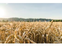 Los últimos datos de Cooperativas ratifican una cosecha histórica de cereal y abre el debate sobre su comercialización