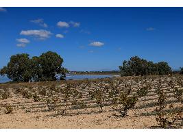 Los Vinos de Alicante en Barcelona Wine Week 2024