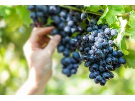 Los viticultores valoran las últimas lluvias y prevén una producción similar a 2022
