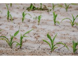 Luis Planas anuncia que el Gobierno aprobará mañana un paquete de medidas de apoyo al sector agrario para hacer frente a la sequía