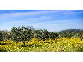 Luis Planas asegura que la nueva norma de calidad del aceite de oliva beneficiará a productores y a consumidores