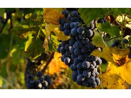 Luis Planas destaca que 13 países se han sumado a la declaración de España de solicitar fondos adicionales para el sector del vino.