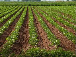 Luis Planas: La nueva PAC es una buena oportunidad para generar riqueza y afrontar los retos de futuro del sector agrario