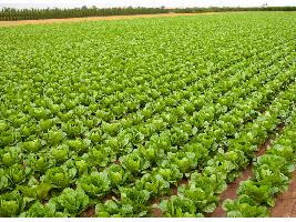 Luis Planas presenta un conjunto “sólido” de 43 medidas que responden a las principales preocupaciones del sector agrario