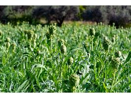 Luis Planas subraya el apoyo del Gobierno a la innovación y el conocimiento en el ámbito de la sanidad vegetal