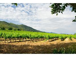 Luis Planas subraya el esfuerzo de las bodegas españolas para aunar innovación, progreso y vanguardia