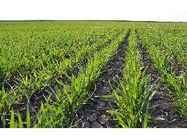 Más de 15.000 agricultores y ganaderos de Castilla y León cobran 33,5 millones en el último pago PAC 2025