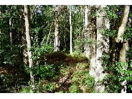 Más de un millón de euros para luchar contra las plagas y enfermedades forestales